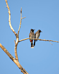 Two Red vented bulbul sitting side by side on dry tree branch .