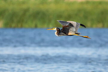 Flying heron. Colorful nature background. Bird: Purple Heron.