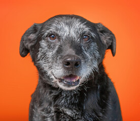 studio shot of a shelter dog on an isolated background