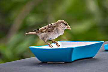 Isolated image of a female sparrow on water bow with clear green background.