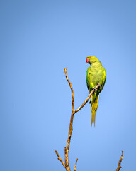 Indian ring-necked parakeet(Psittacula krameri)parrot sitting on dry tree branch.