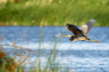 Flying heron. Colorful nature background. Bird: Purple Heron.