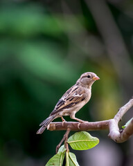 Isolated image of a female sparrrow on tre branchl with green background.