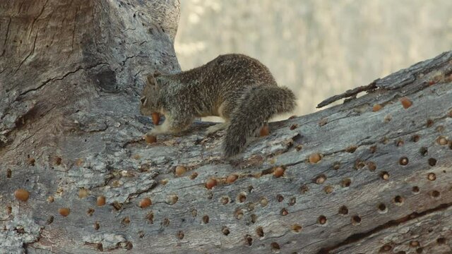 Acorn woodpeckers fighting off California ground squirrel