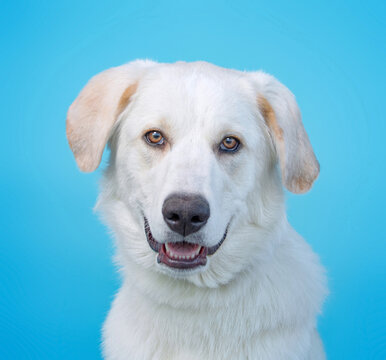 studio shot of a shelter dog on an isolated background
