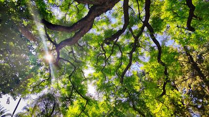 Sol entre ramas de un arbol en el jardin botanico de Valencia