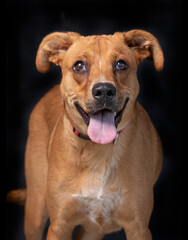 studio shot of a shelter dog on an isolated background