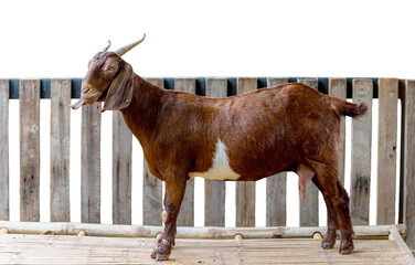Brown goat at farm