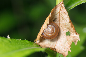 The snail wrapped itself in a dry autumn leaf