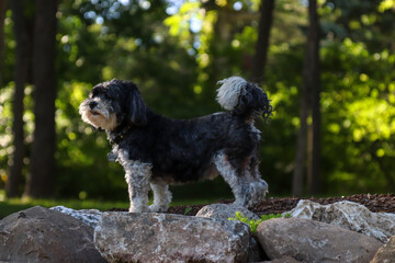 black and white talk posed on the rocks