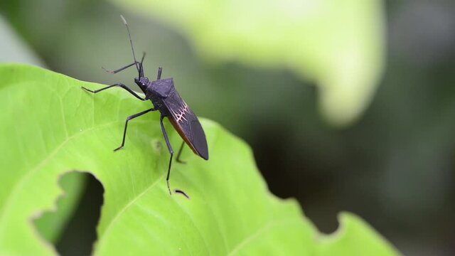 Percevejo caminhando sobre folha na floresta amaz&ocirc;nica