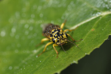 Small yellow-black beetle in early morning dew drops