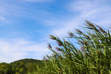 tall grass and beautiful sky with lots of copy space