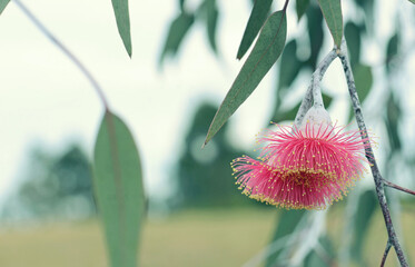 Spring nature background of two pink blossoms and grey green leaves of the Australian native mallee tree Eucalyptus caesia, family Myrtaceae. Common name is Silver Princess. Endemic to southwest WA