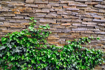 green ivy clings to the wall