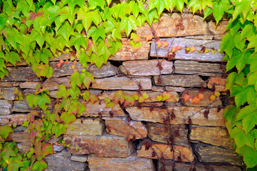 green ivy clings to the wall