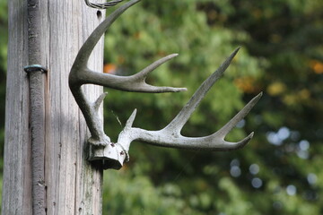 Huge white tail deer buck antlers hanging on a light post