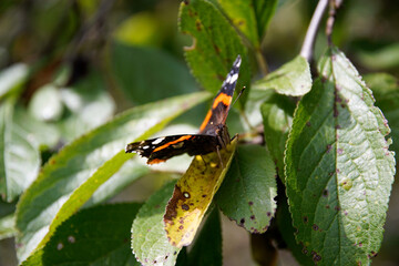 Motyl na drzewie © Aruru