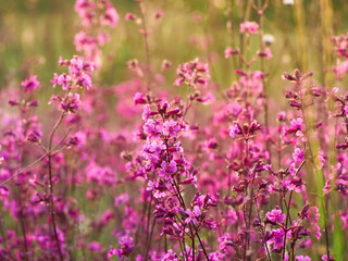 Obraz premium Pink flowers in warm light in the field.