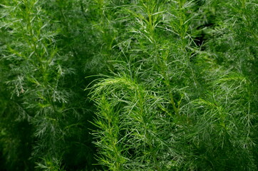Green Southernwood (Artemisia Abrotanum) grows in the garden. green plant background. Green Southernwood background