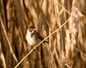 Male Reed Bunting (Emberiza schoeniclus) striped brown bird on reed stem