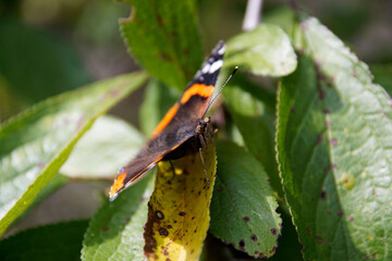 Motyl na drzewie © Aruru