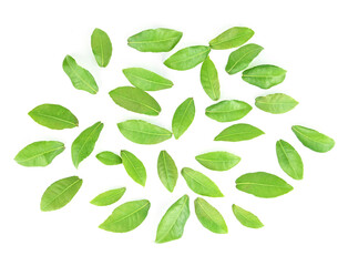  Green leaves on white background