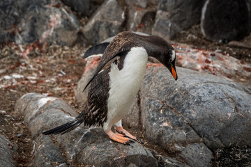 Gentoo penguin (Pygoscelis papua), Antarctica