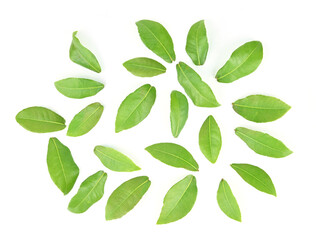  Green leaves on white background