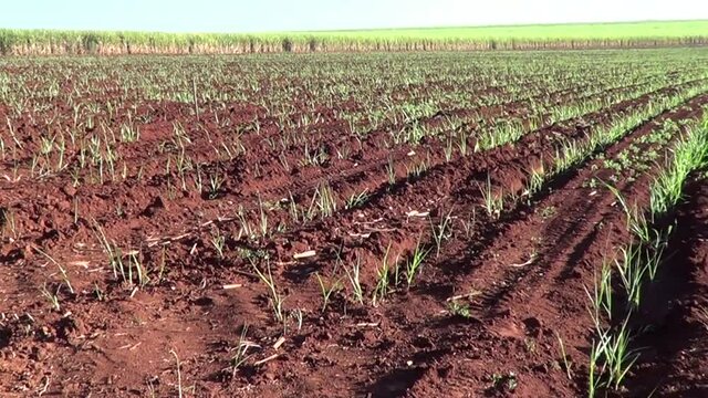 Campo arado com cana-de-a&ccedil;&uacute;car rec&eacute;m plantada