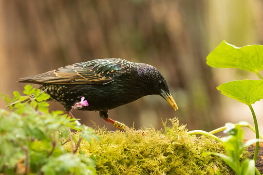 Yellow Tagged Starling, Sturnus vulgaris, BTO yellow ringed XBC or Boris regular visitor to my garden
