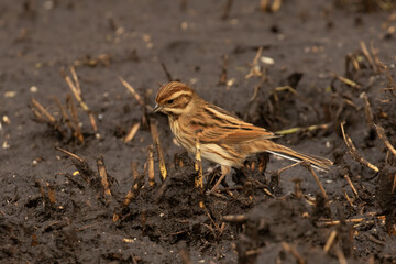 Female Reed Bunting (Emberiza schoeniclus) on muddy lake shore searching for insects