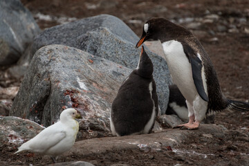 Fototapeta premium Gentoo penguins (Pygoscelis papua), Antarctica