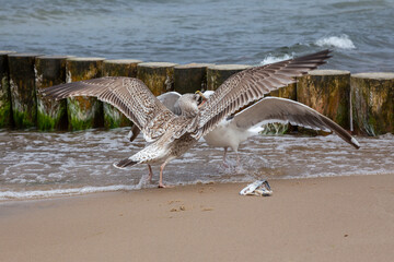 two seagulls fight for fish head on the beach