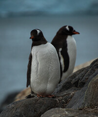 Gentoo penguins (Pygoscelis papua), Antarctica