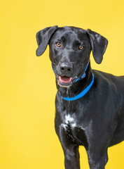 studio shot of a shelter dog on an isolated background