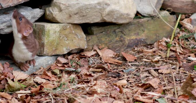 weasel, Mustela, close up to mid shots of it moving fast amongst leaves and rocks looking for food.