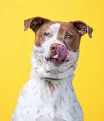 studio shot of a shelter dog on an isolated background