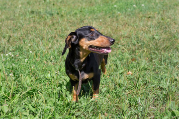 Cute dachshund puppy is standing on a green grass in the summer park. Pet animals.