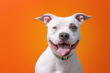 studio shot of a shelter dog on an isolated background