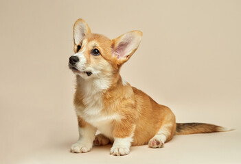Adorable cute puppy Welsh Corgi Pembroke sitting on light background