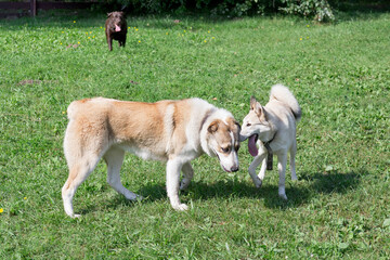West siberian laika puppy and asian shepherd dog puppy are standing in the summer park. Pet animals.