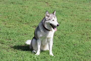 Cute siberian husky puppy is sitting on a green grass in the summer park. Pet animals.