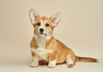 Adorable cute puppy Welsh Corgi Pembroke sitting on light background