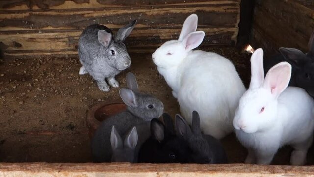 Cria&ccedil;&atilde;o familiar de coelhos