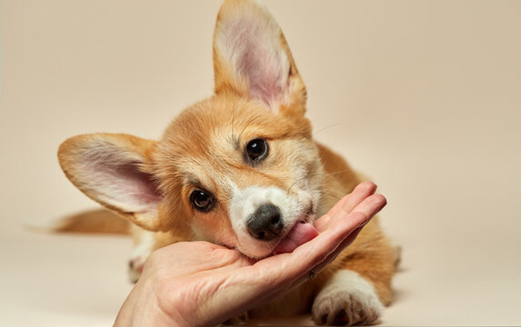 Adorable cute puppy Welsh Corgi Pembroke licks the owner's hand on light background