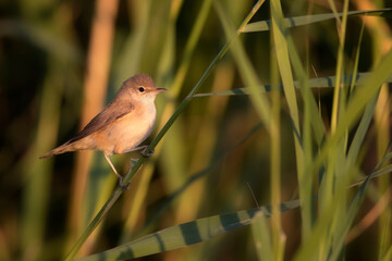 Cute little bird. Eurasian Reed Warbler. Green nature background.
