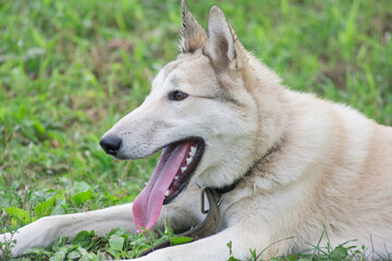 Fototapeta premium Cute west siberian laika puppy is lying on a green grass in the summer park. Close up. Pet animals.