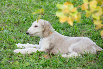 Cute afghan hound puppy is lying on a green in the autumn park. Close up. Three month old. Pet animals.