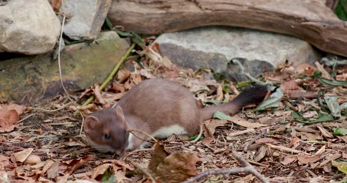 weasel, Mustela, close up to mid shots of it moving fast amongst leaves and rocks looking for food.